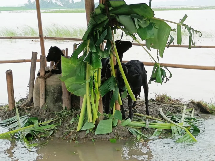 সিরাজগঞ্জে পানিবন্দী ৩০ হাজার গবাদিপশু, দেখা দিয়েছে খাদ্যসংকট